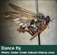 Dance fly photo by Cedar Creek Natural History Area
